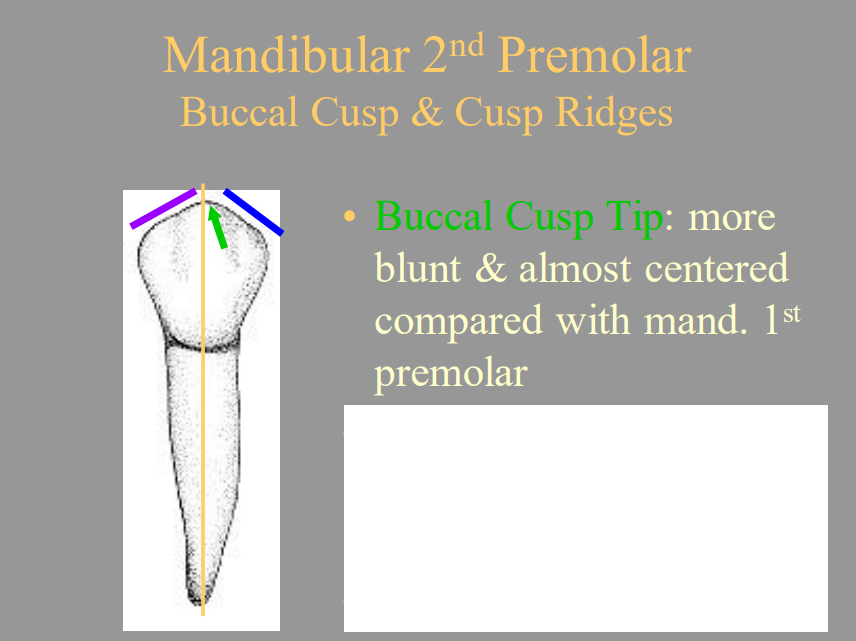 <p>B) More Blunt &amp; Almost Centered</p>