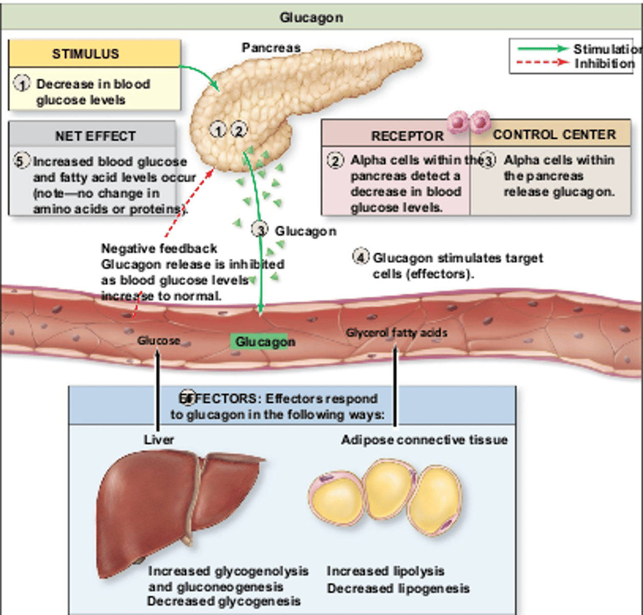 <p>1. alpha cells in islets of Langerhans in pancreas detect blood glucose concentration is too low and secrete glucagon</p><p>2. glucagon binds to specific complementary receptors on cell surface membranes of target cells (liver)</p><p>3. this activates enzymes involved in glycogenolysis and gluconeogenesis</p><p>4. this increases glucose concentration inside cells, creating s concentration gradient so more glucose leaves the cells into blood via facilitated diffusion</p><p>5. decreases cell's rate of respiration of glucose</p>