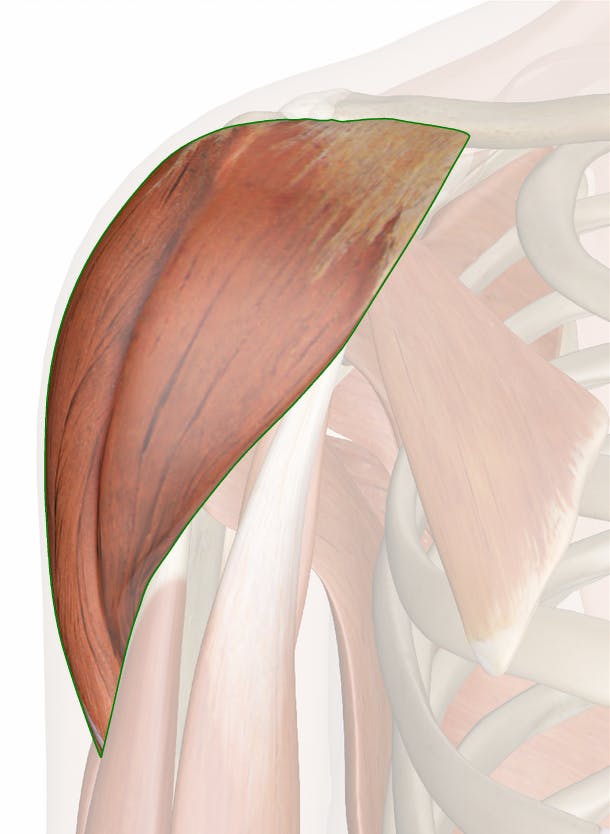 <p>What muscle is this?</p>