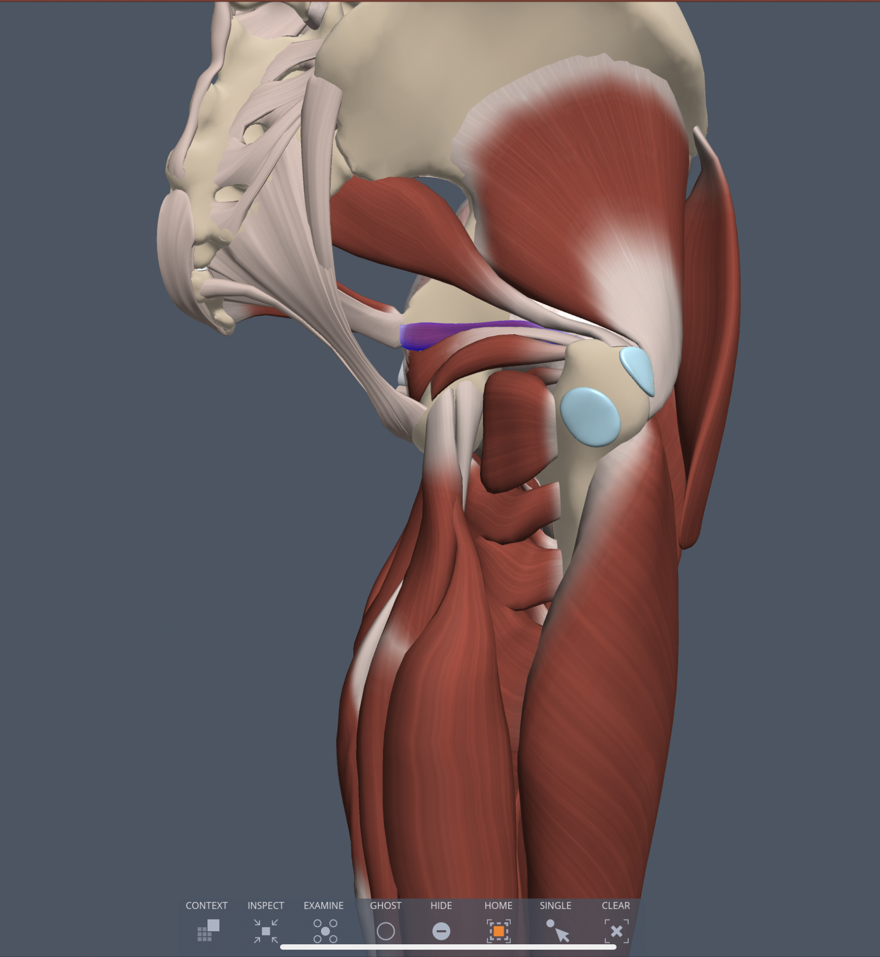superior gemellus innervation

