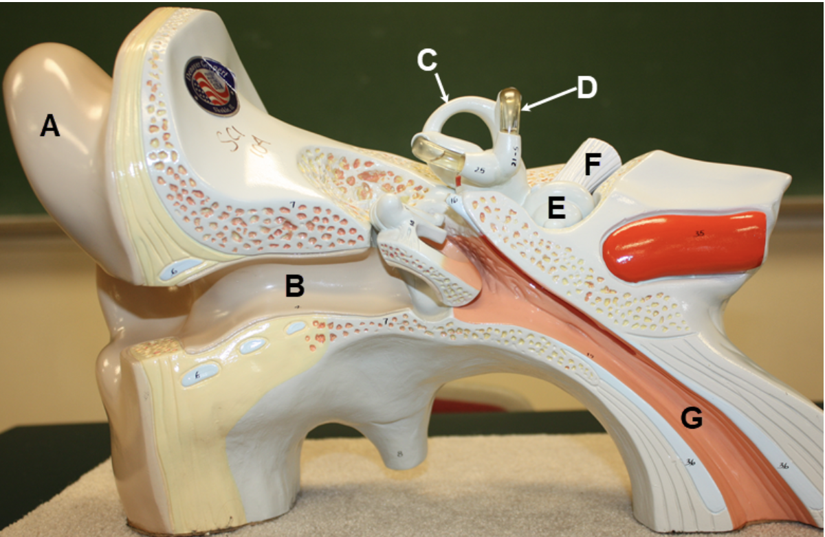 <p>In the image above, identify structures A-G.</p>