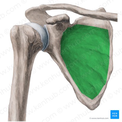 <p>Which bone landmark of the scapula is a depression on the anterior side?</p>