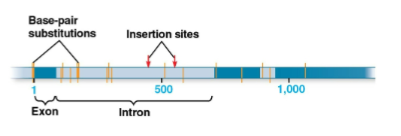 <p>Exons</p>