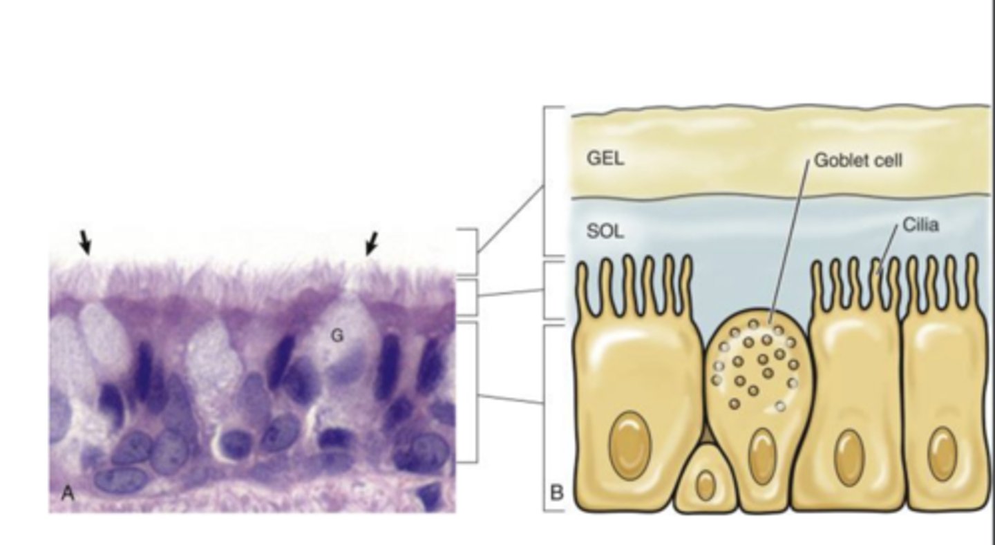 <p>hair-like structures on the outside of epithelial cells</p><p>- physically clears pathogens</p>