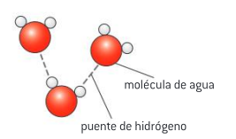 <p>Las moléculas de agua son polares y entre ellas se forman puentes de hidrógeno.</p>