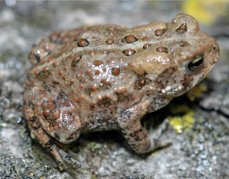 <p>amphibian?</p>
