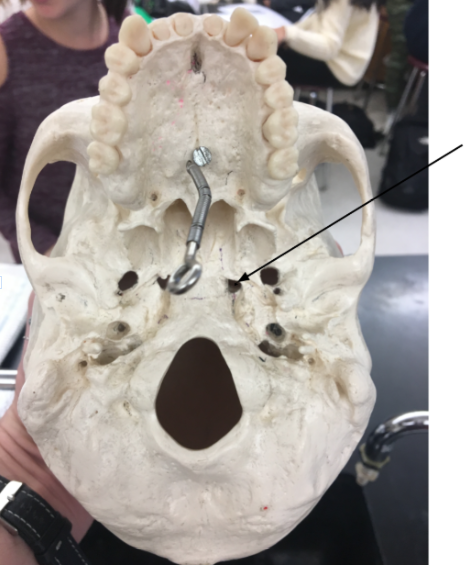 knowt flashcard image