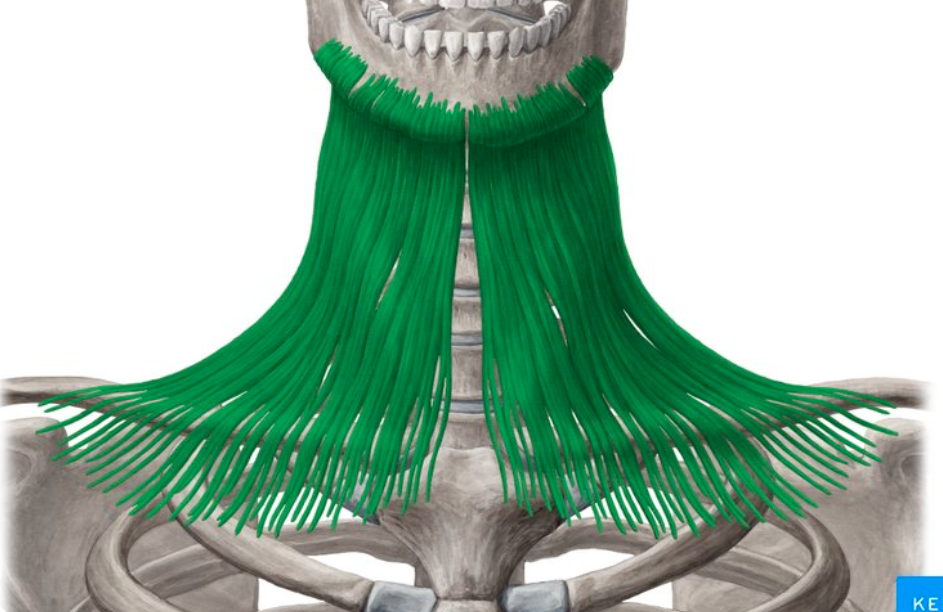 <p>outside thin layer that runs down the neck</p>