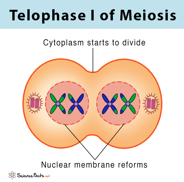 <ol><li><p>nuclear membrane surrounds both sets of chromosomes</p></li></ol><p></p>