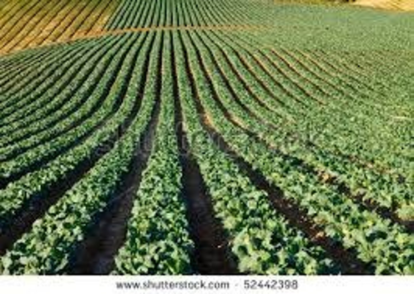 <p>fertile; productive</p>