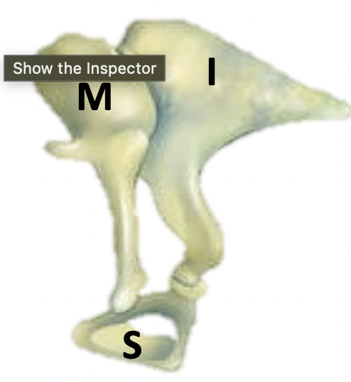 hammer; first of the three auditory ossicles of the middle ear