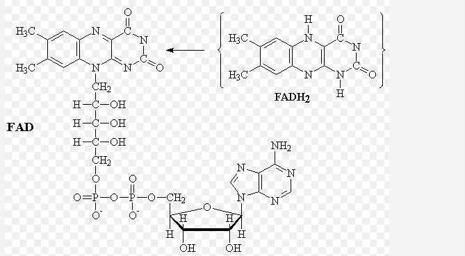 <ul><li><p>Also reduced by two hydrogen atoms of the original glucose molecule.</p></li><li><p>Its’ reduced form is FADH2</p></li><li><p>All protons and electrons of hydrogen bind directly to FAD</p></li><li><p>Occurs as one-step reaction of the Kreb’s Cycle</p></li></ul><p></p>