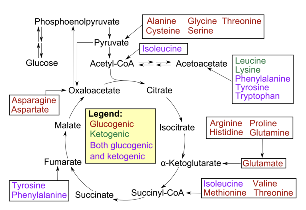 <ul><li><p><span style="font-family: Arial">used to provide glucose via the process of gluconeogenesis</span></p></li><li><p><span style="font-family: Arial">Most amino acids are glucogenic</span></p></li><li><p><span style="font-family: Arial">during their breakdown the remaining carbon skeleton can be converted → oxaloacetate → glucose, via gluconeogenesis, if needed</span></p></li></ul><p></p>