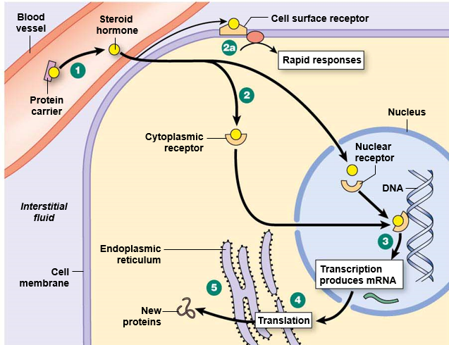 <p>cholesterol-derived, lipophilic</p><p><u>storage</u>: synthesized on demand, made in adrenal glands and gonads</p><p><u>release from parent cell</u>: simple diffusionbinds </p><p><u>transport in blood</u>: carrier proteins</p><p><u>half-life</u>: long</p><p><u>receptor location</u>: usually cytoplasm &amp; nucleus, sometimes cell membrane</p><p><u>response</u>: usually gene activation (slow), sometimes nongenomic (fast)</p>