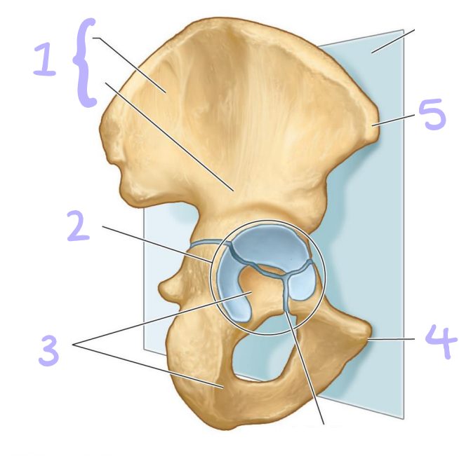 <p>identify structures 1-5</p>