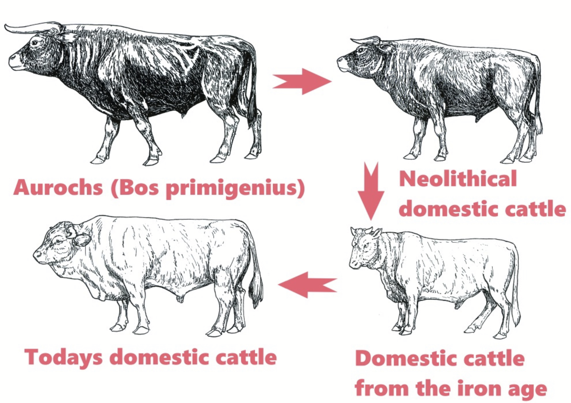 <p>Thought to be descended from <strong>aurouchs</strong> → very large, big horns, dark colour with white stripe along back very strong necks, now extinct. Origin: Northern India, Pakistan, potentially China.</p><p>Currently two groups that both originated from aurochs:</p><ol><li><p><strong>Taurine</strong> (Bos taurus): 10,500 years ago, typically what we see in Canada. Originated around Syria/Iraq/Iran.</p></li><li><p><strong>Indicine</strong> (Bos indicus): zebu humped 8,500 years ago, more tropically adapted. Originated around India/Pakistan.</p></li></ol><p><strong><mark data-color="red" style="background-color: red; color: inherit">Aurochs (Bos primigenius)</mark></strong><mark data-color="red" style="background-color: red; color: inherit"> (very large, dark brown/black pigment)</mark> → <strong><mark data-color="yellow" style="background-color: yellow; color: inherit">Neolithical domestic cattle</mark></strong><mark data-color="yellow" style="background-color: yellow; color: inherit"> (a little smaller so easier to manage, smaller horns)</mark> → <strong><mark data-color="green" style="background-color: green; color: inherit">Domestic cattle from the iron age</mark></strong><mark data-color="green" style="background-color: green; color: inherit"> (change in hide colour → white, spotted, etc., smaller body size again, smaller horns)</mark> → <strong><mark data-color="blue" style="background-color: blue; color: inherit">Today’s domestic cattle</mark></strong><mark data-color="blue" style="background-color: blue; color: inherit"> (much bigger [now able to manage with today’s technology], selected for growth and performance, less horns [some still selected for horns], more meat and food product)</mark></p>