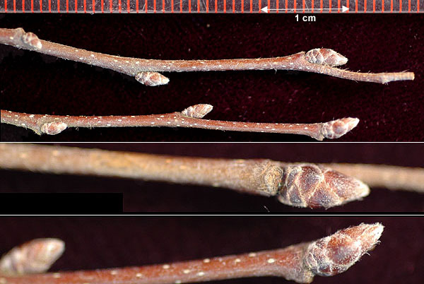 <p>simple, double serrated, smooth</p><p>bracks w/ nutlet fruit</p><p>orange fall color</p><p>small stature and slow growing</p><p>smooth grey/blue bark that looks “flexed”</p>