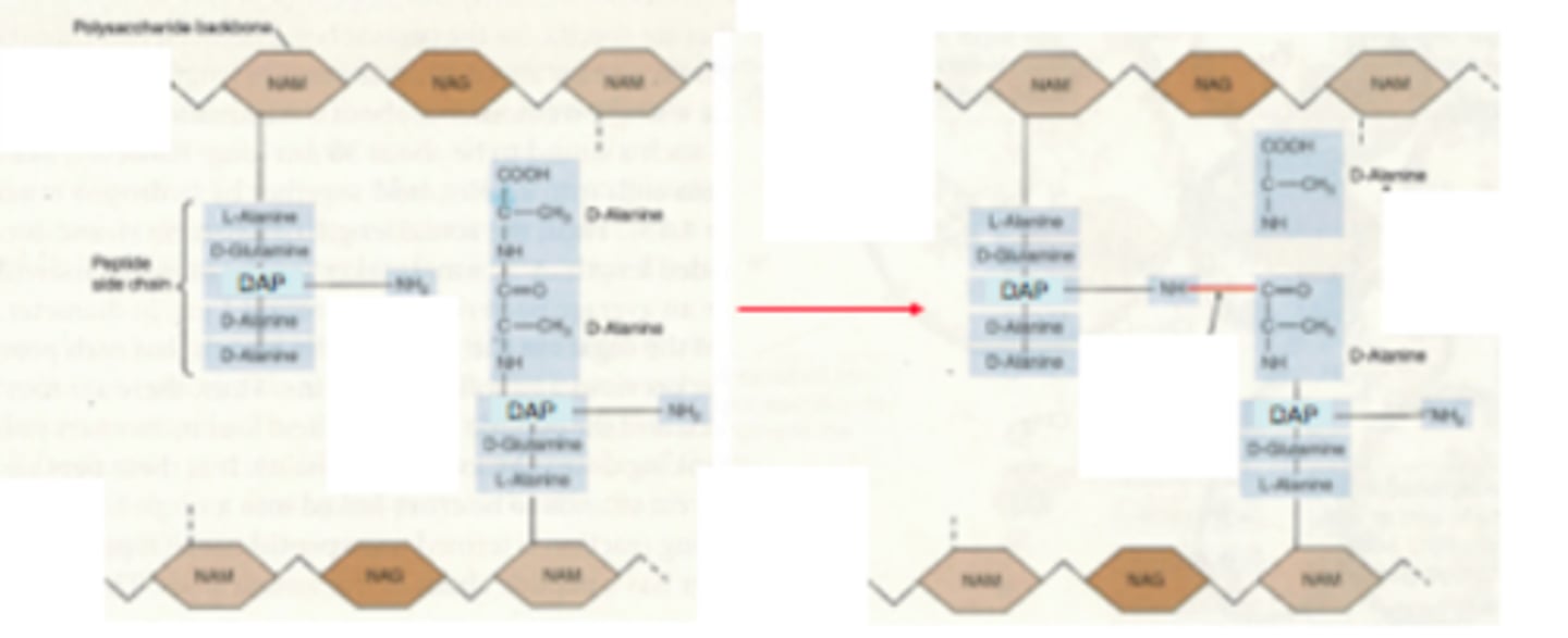 <p>either diaminopimilic acid (DAP) ( GRAM -VE ) or L-lysine ( GRAM +VE )</p><p>1 Is used in a peptide bond, the other is free and allowing cross linking to take place in adjacent molecules via joing to adjacent D-alanine</p><p>Transpeptidase</p>