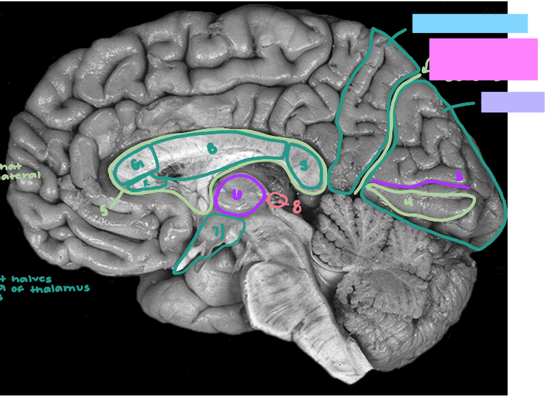 <p>What is labeled S?</p>