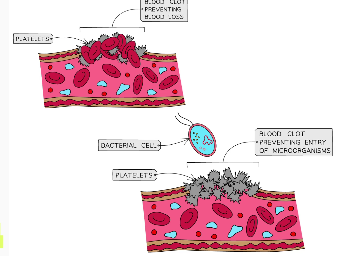 <ul><li><p>Prevent continues &amp; significant blood loss</p></li><li><p>Prevents entry of pathogens</p></li><li><p>Allows skin to repain &amp; seal underneath</p></li></ul><p></p>