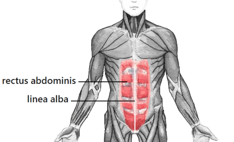 <p><span>A band of tough connective tissue called the ____ , extends from the xiphoid process to the symphysis pubis and serves as an attachment site for certain abdominal wall muscles. </span></p>