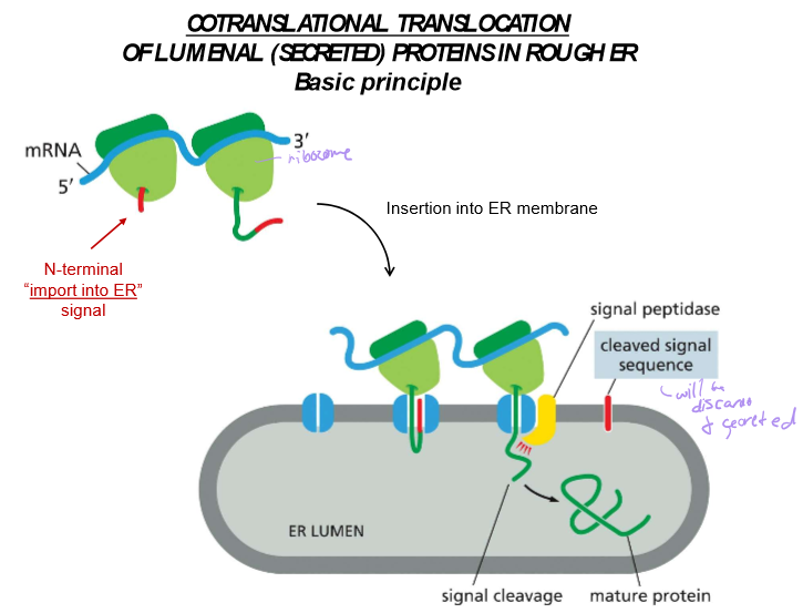 <p>The translation of a protein into the ER due to an import signal.</p><p>In most cases, the signal is near the n N-terminus. In other instances, it may be elsewhere in the mRNA code. In all instances, proteins are translocated into the membrane by the Sec61 Translocator.</p>