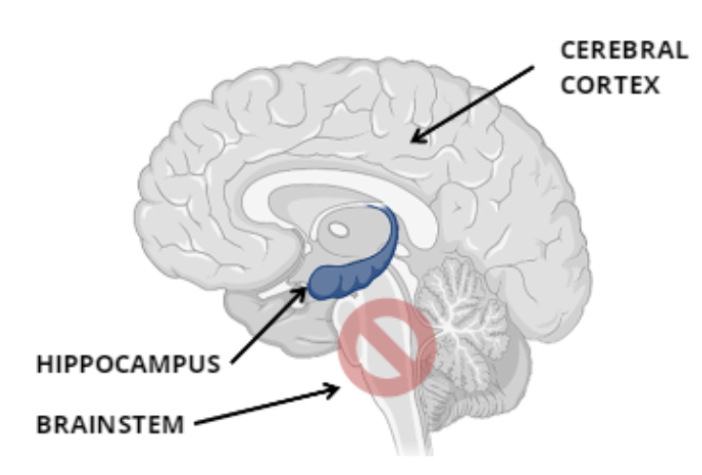 * Receptors in the cerebral cortex mediate distortions of time, colour, sound, taste → mediate decrease in cognitive function and concentration 
* Receptors in hippocampus cause changes in memory and learning
* No receptors in brain stem → do not depress respiration (non-lethal drug)