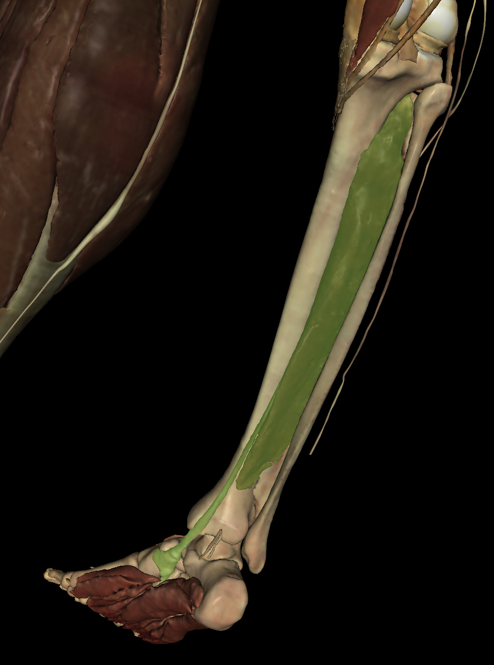 <p>Identify the Structure</p>