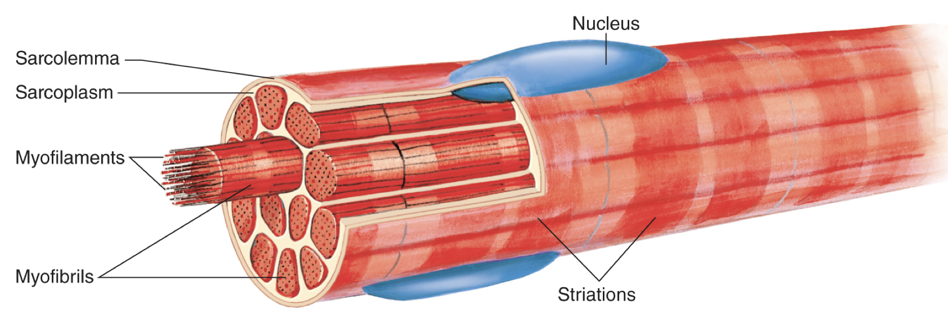 <ul><li><p>each fiber has densely packed subunits called MYOFIBRILS that run the entire length of the muscle fiber/cell as well as the entire muscle</p></li><li><p>myofibrils are composed of thick and thin MYOFILAMENTS called actin and myosin (proteins that pull on each other to cause contractions)</p></li><li><p>nuclei shoved to the side bc myofibrils fill up most of the cell space</p></li></ul>