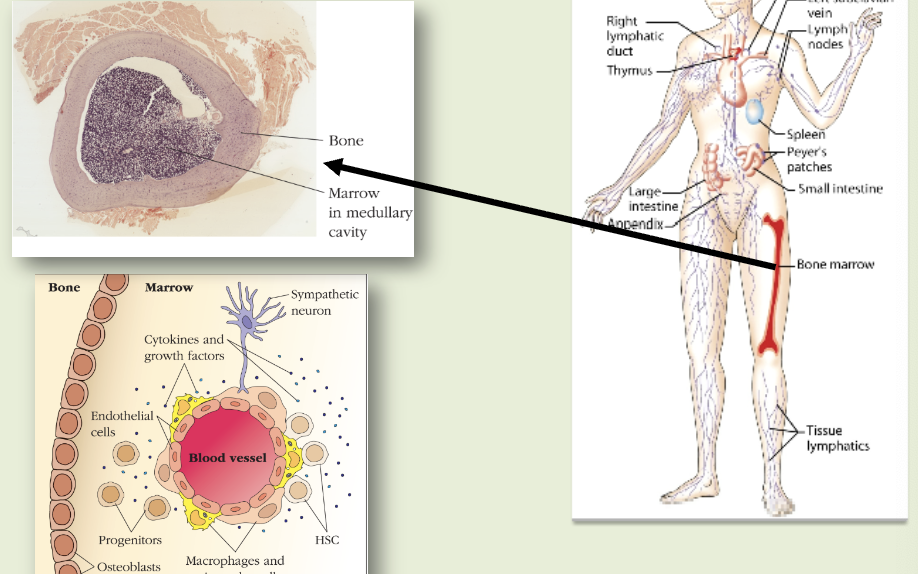 <p>sites of lymphocyte maturation: thymus, bone marrow</p>