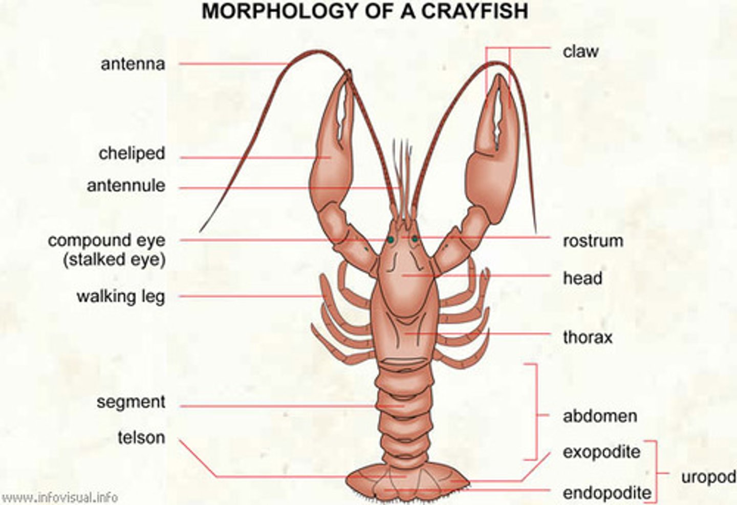 <p>shorter sensory organs</p>