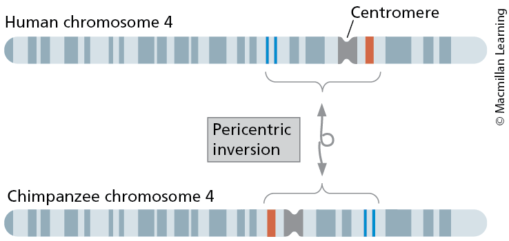 <p>chromosome segment inverted 180 degrees</p><p>paracentric and pericentric</p>