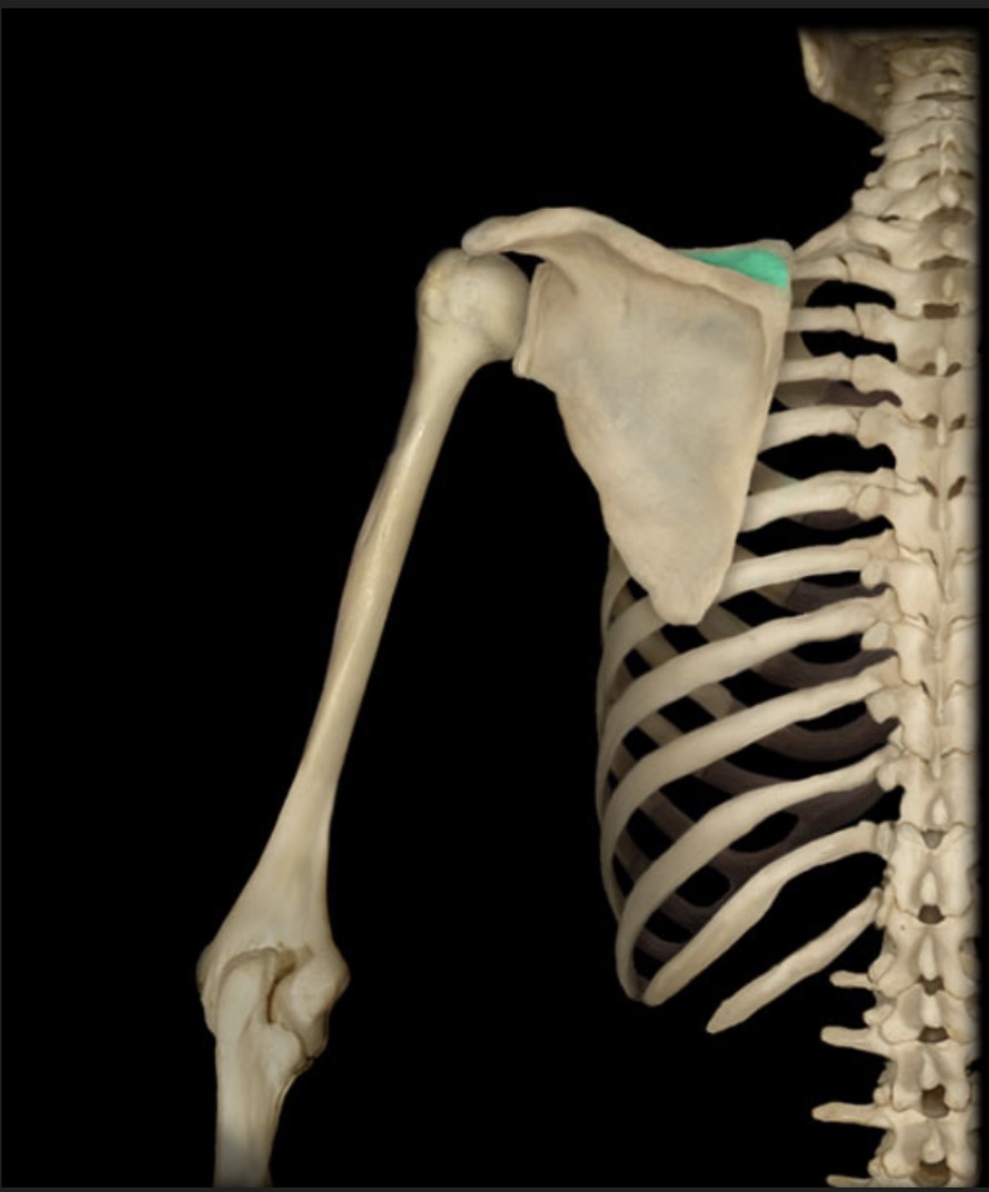 <p><span style="font-family: Arial, sans-serif; color: rgb(45, 59, 69)">depression on the posterior surface of the scapula superior to the spine</span></p>