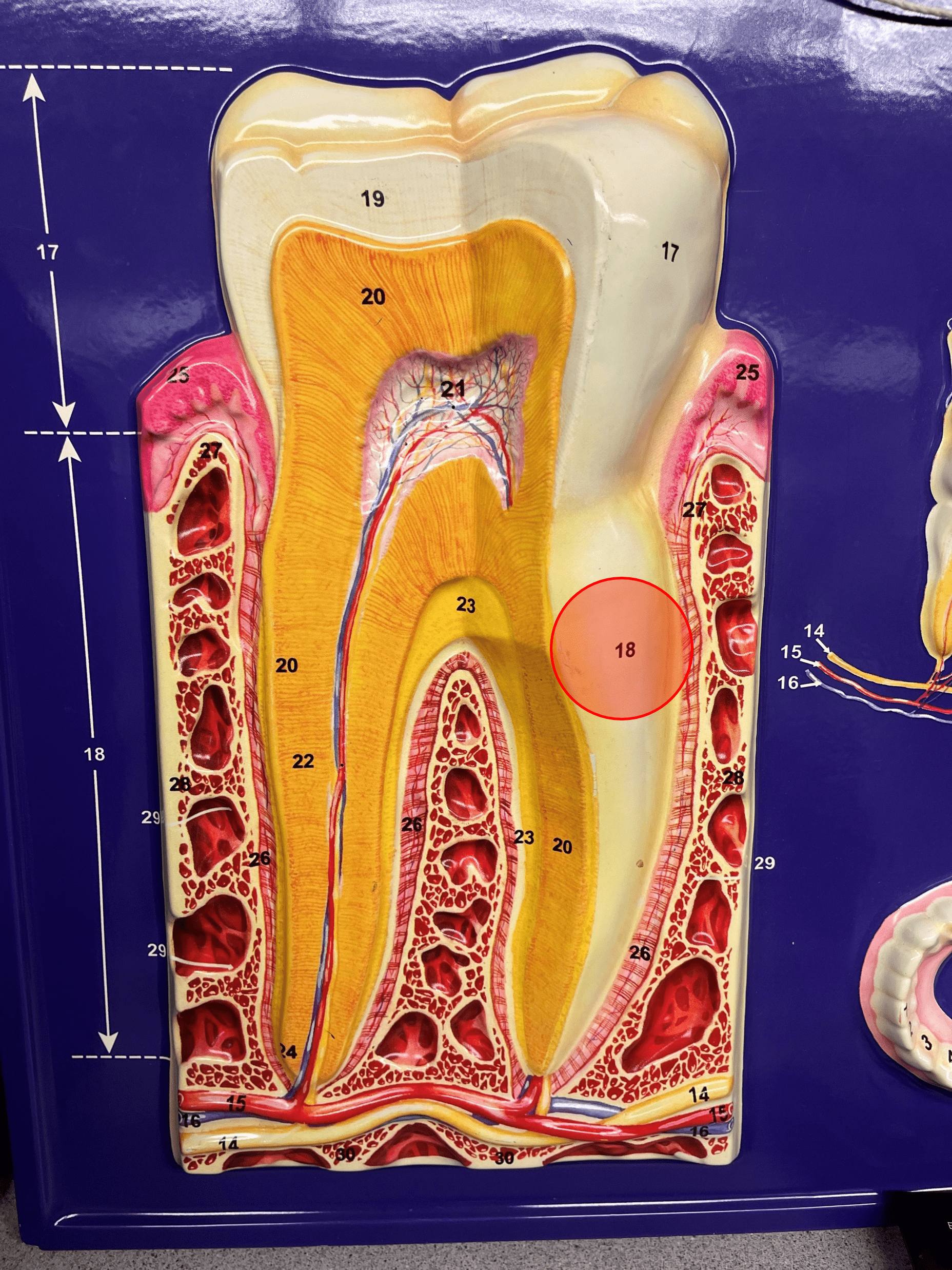 • An adhesive connective tissue.

• Adheres the dentin to the periodontal ligament.