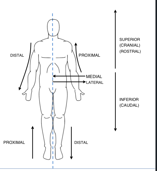 <p>Superior/inferior</p><p>Anterior/ postérgala</p><p>Medial/lateral</p><p>Proximal /distal</p><p>Superficial / deep</p>