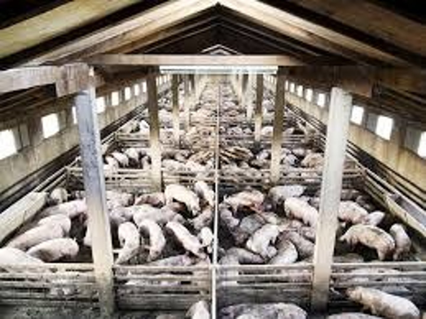 <p>a farm where many animals are kept in tight quarters in a small area</p>