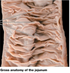 <p>permanent, transverse folds in the intestinal lining, <strong><em>Increase the surface area for absorption</em></strong></p>