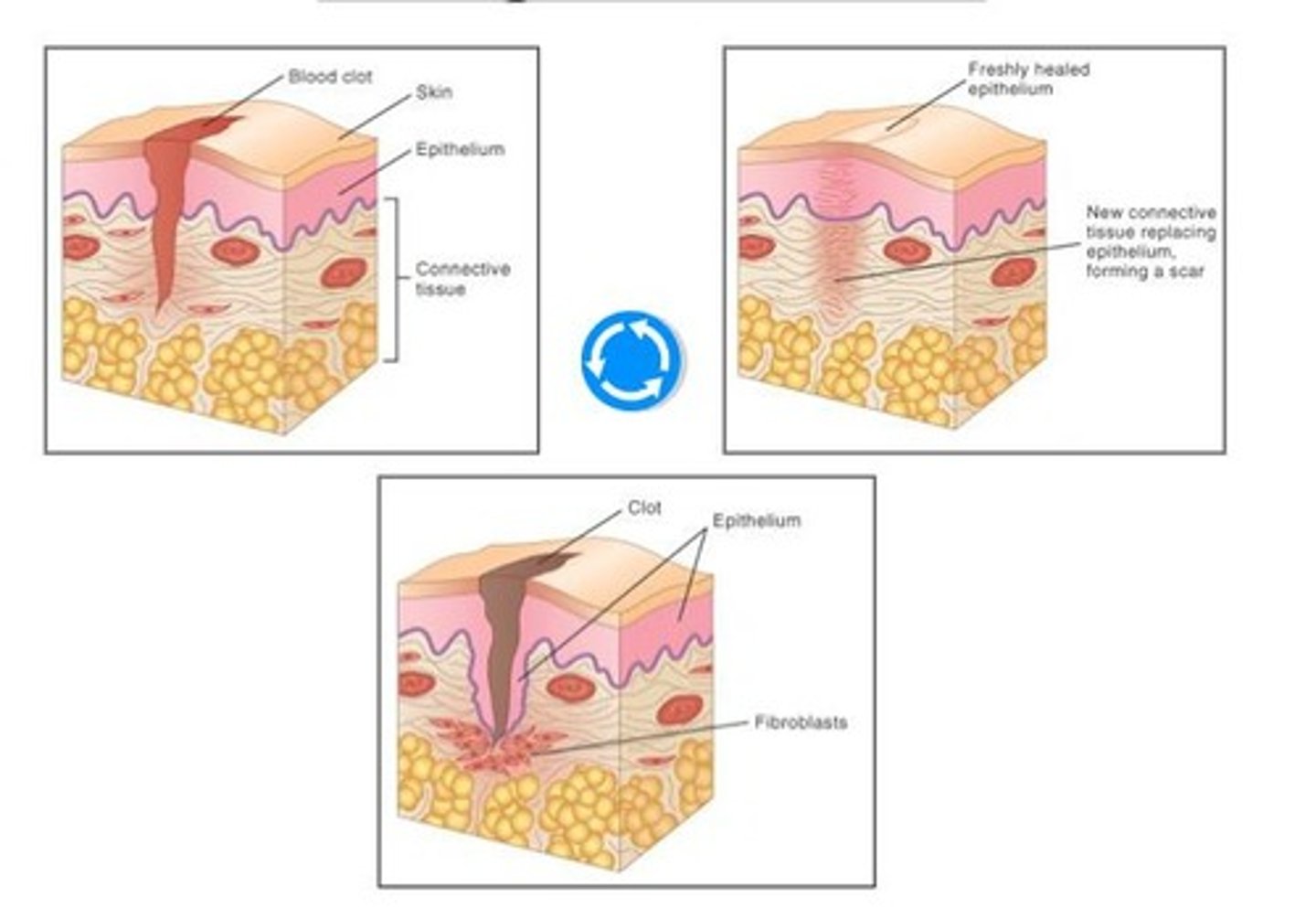 <p>Tissues repair themselves through the action of phagocytic cells that remove dead or injured cells, followed by regeneration of new cells.</p>