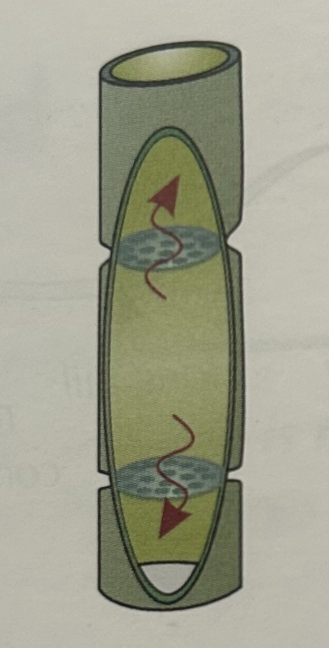 <p>Living cells connected end to end with holes in the walls called sieve plates. These make the substance go up and down the cell</p>