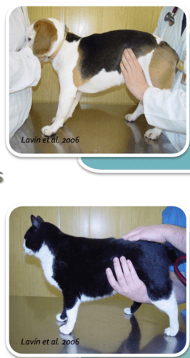 <p>what is the vet palpating?</p>