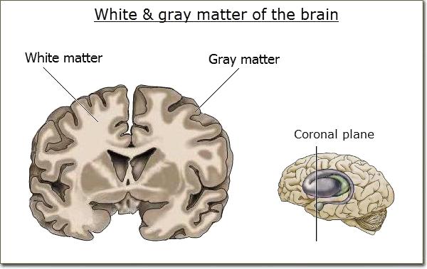 <p>grey matter</p>