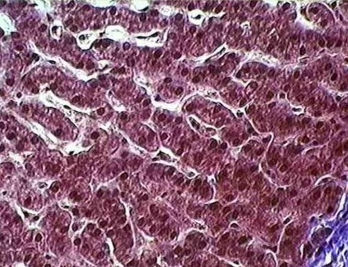<p>hepatocytes of the liver</p>