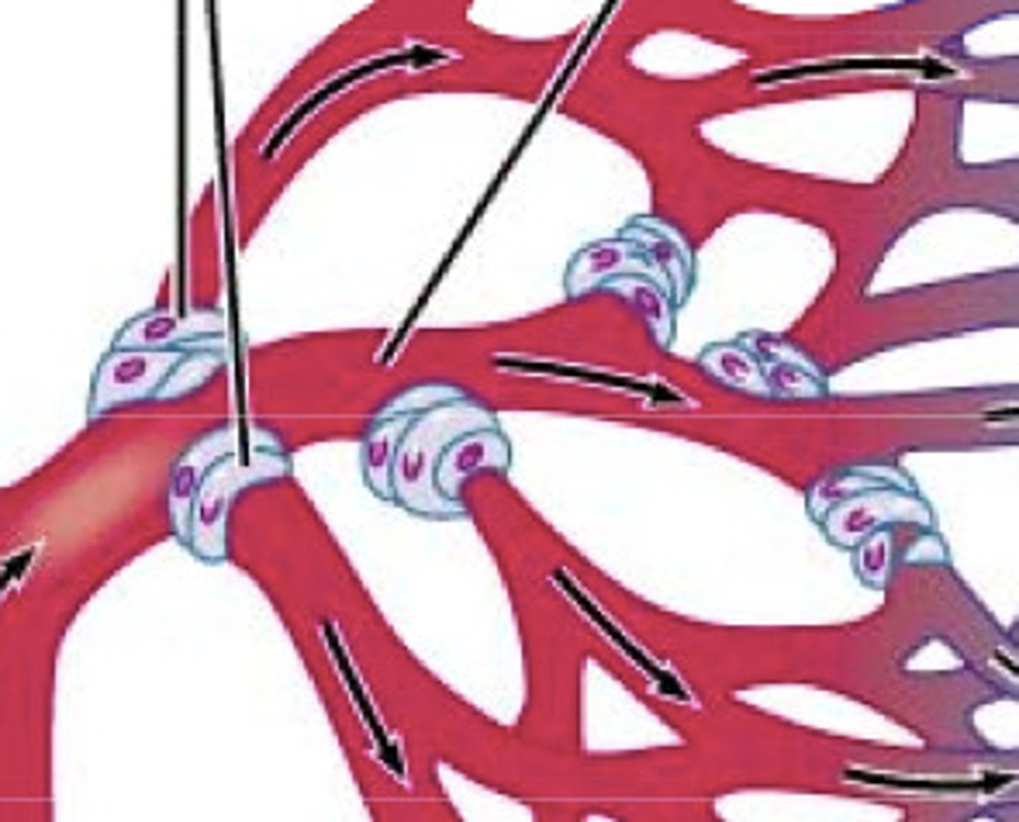 <p>band of smooth muscle that adjusts the blood flow into each capillary</p>