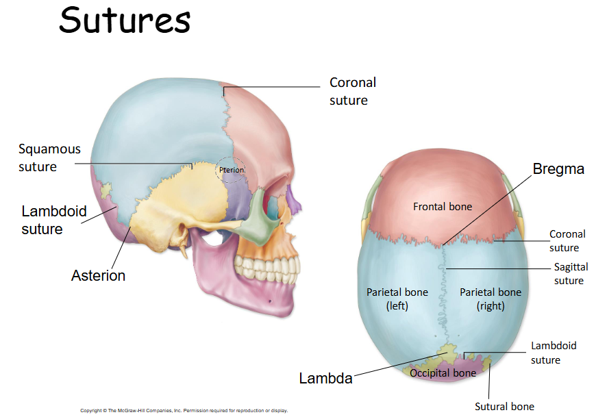 <p>Where lambdoid and sagittal sutures meet. </p>