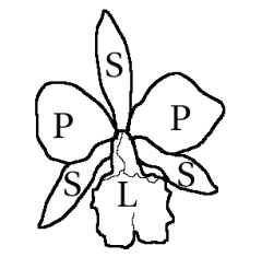 <ul><li><p>Orchideeën / Orchidaceae</p></li><li><p>wortelstok of knol</p></li><li><p>bloemen tweezijdig symmetrisch</p></li><li><p>sierplanten!</p></li><li><p><strong>epifytisch</strong> (luchtwortels op een andere plant) of <strong>saprofytisch</strong> (leven van organisch materiaal, niet groen en doen dus niet meer aan fotosynthese)</p></li><li><p>luchtwortels met <strong>velamen</strong> (= meerlagige epidermis)</p></li><li><p>hebben <strong>lip</strong> of <strong>labellum </strong>(zie foto ‘L’)</p></li><li><p>hebben <strong>polliniën</strong> (=klompjes stuifmeel)</p></li><li><p>3 stempels vergroeid tot <strong>stempelzuil (gynostemium)</strong></p></li><li><p>zaden zeer klein, hebben schimmels nodig om water enzo op te nemen</p></li><li><p>kieming met behulp van <strong>mycorrhiza</strong>-schimmel</p></li><li><p>Geslacht: Vanilla (Madagaskar), Phalaenopsis (tropisch, veel in winkels)</p></li><li><p>MONOCOTYL</p></li></ul>