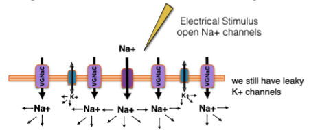Voltage Gated Ion Channels are used to conduct over long distance
