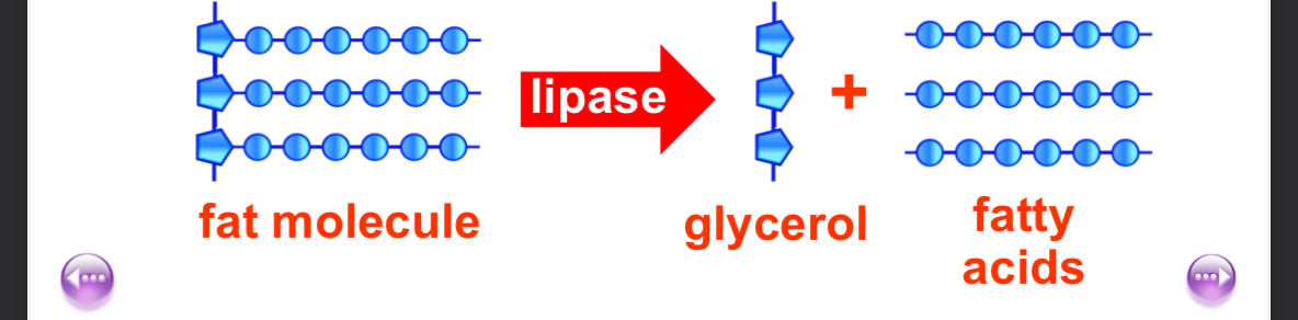<p>Fats are digested in two stages</p><p>Firstly bile (released by the gall bladder) allows the fat to “mix” with water by breaking the fat into smaller droplets. This is called emulsification.</p><p>Secondly, the digestive enzyme lipase breaks each fat molecule into the smaller glycerol fatty acid molecules.</p>