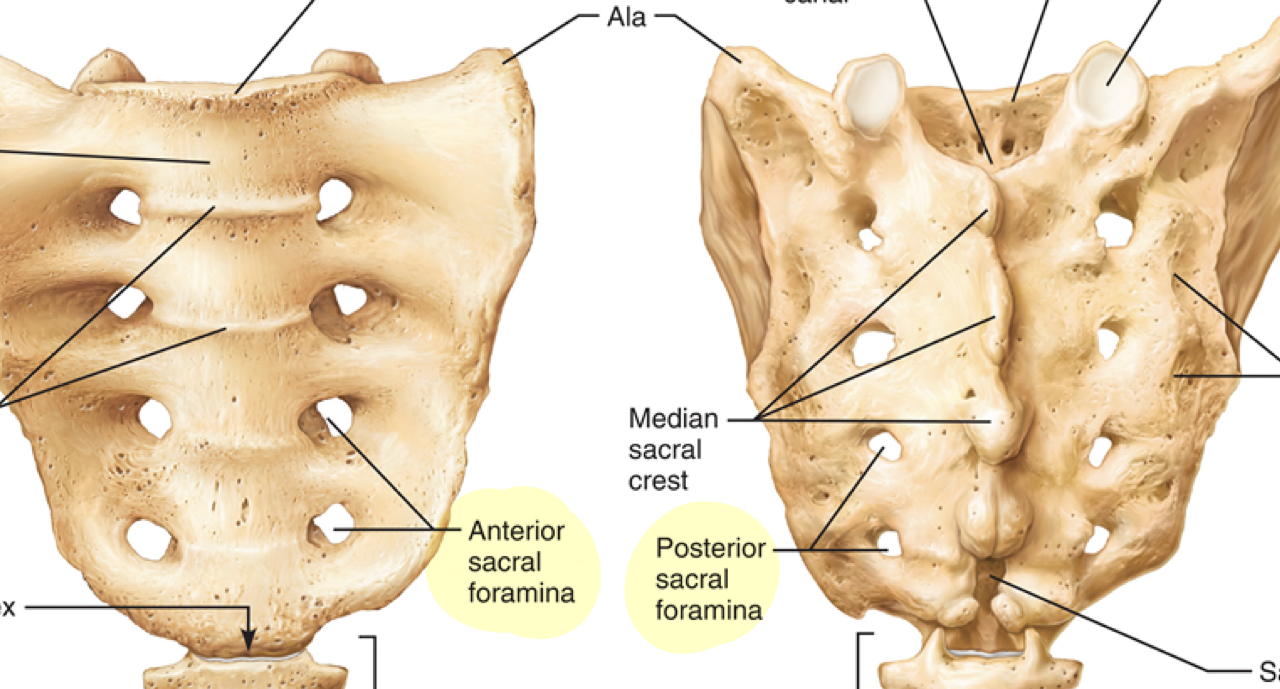 <p>What is the passage for ventral rami(branch) of sacral nerves?</p>