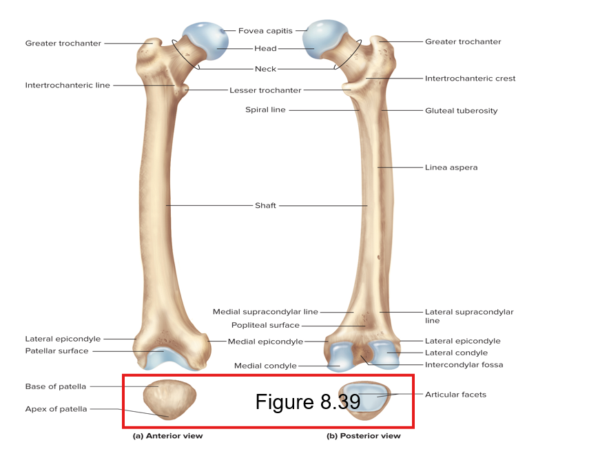 <p>Triangular bone embedded in the tendon of the knee</p>