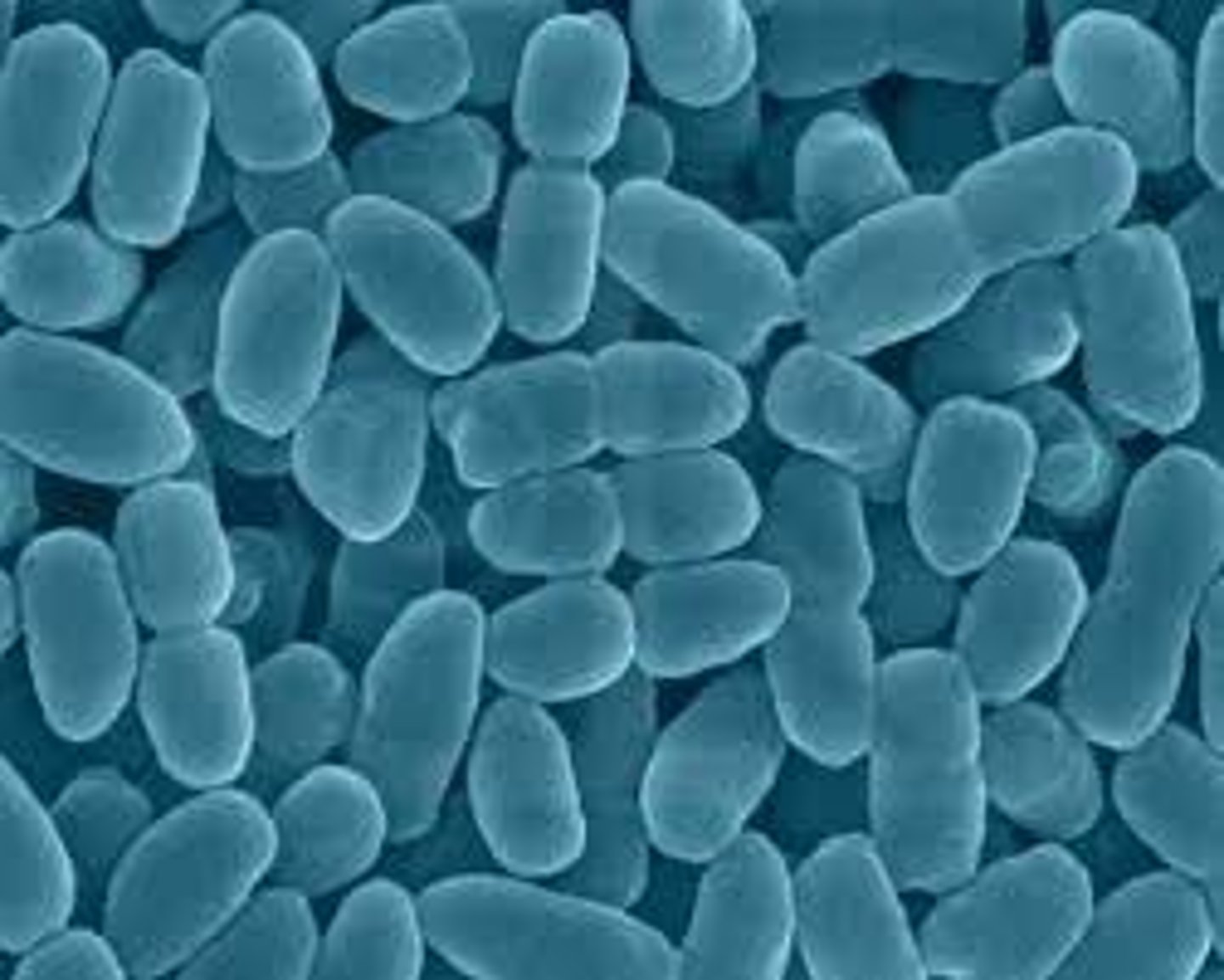 <p>short and plump rod shaped bacteria</p>
